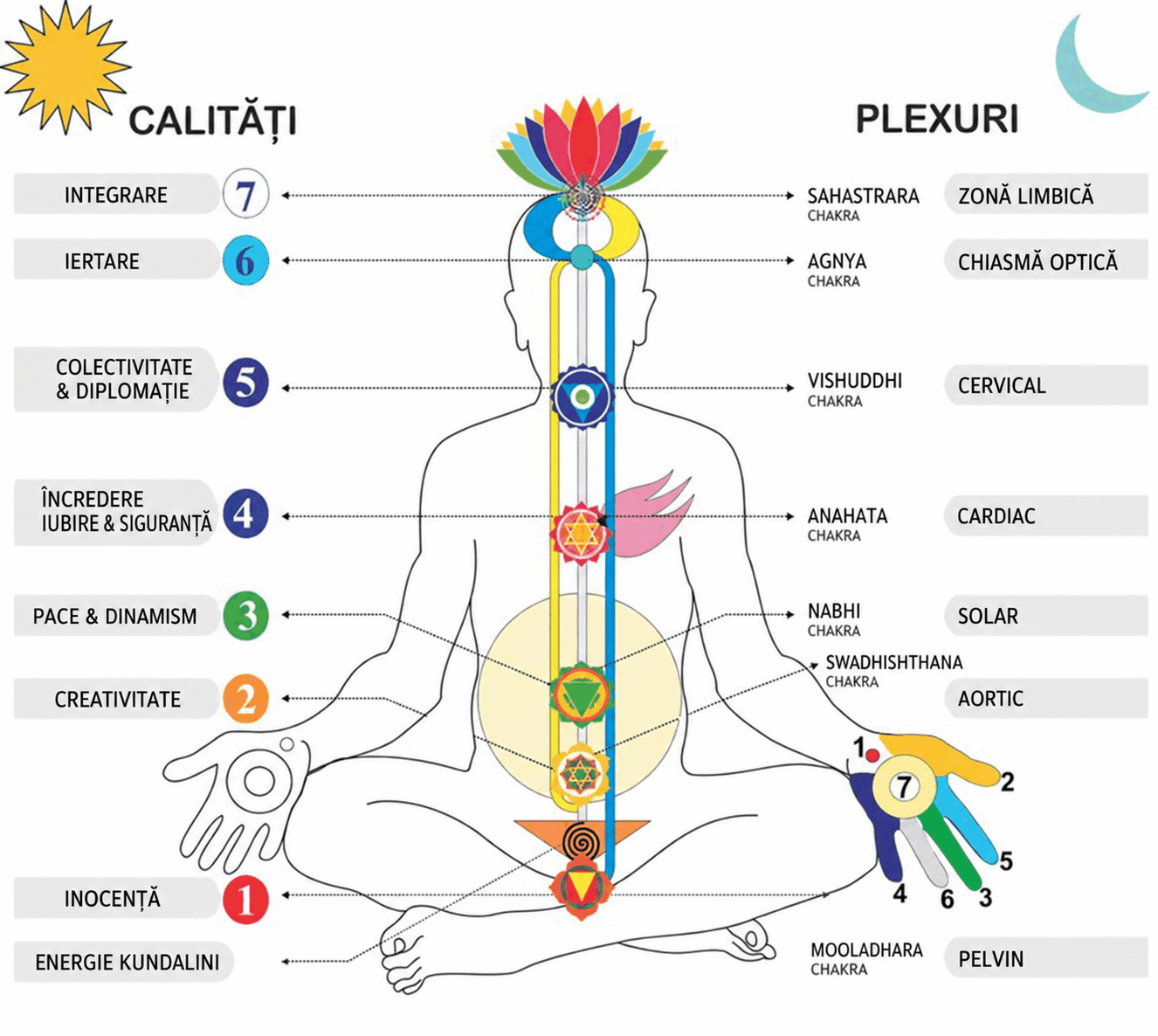 Diagrama celor șapte chakre, cu etichete în română